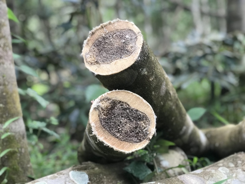 Vietnamese Furniture Wood: Agarwood