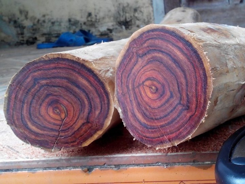 Vietnamese Furniture Wood: Dalbergia tonkinensis