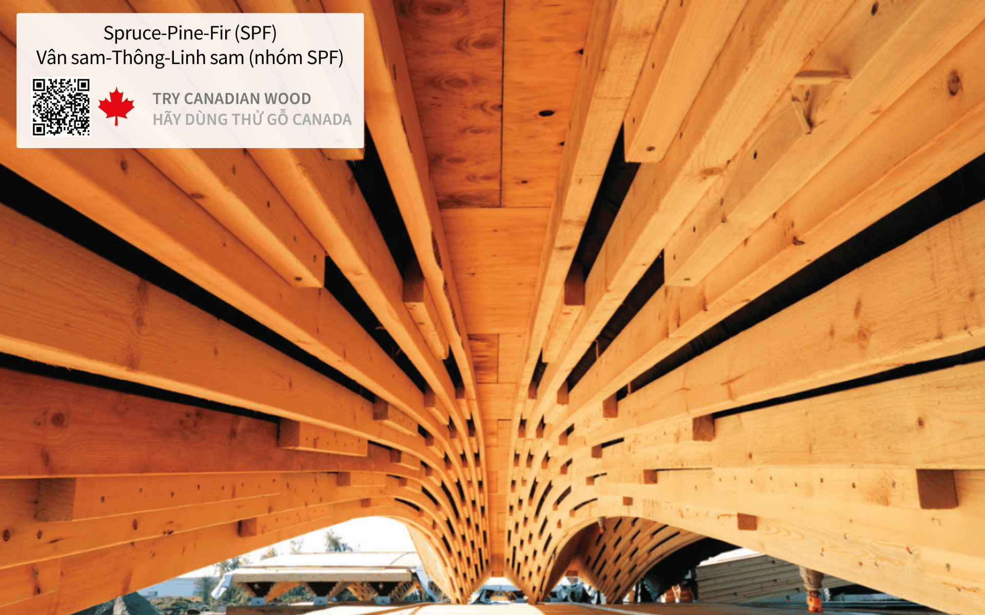 CANADIAN WOOD VIETNAM – product image 5